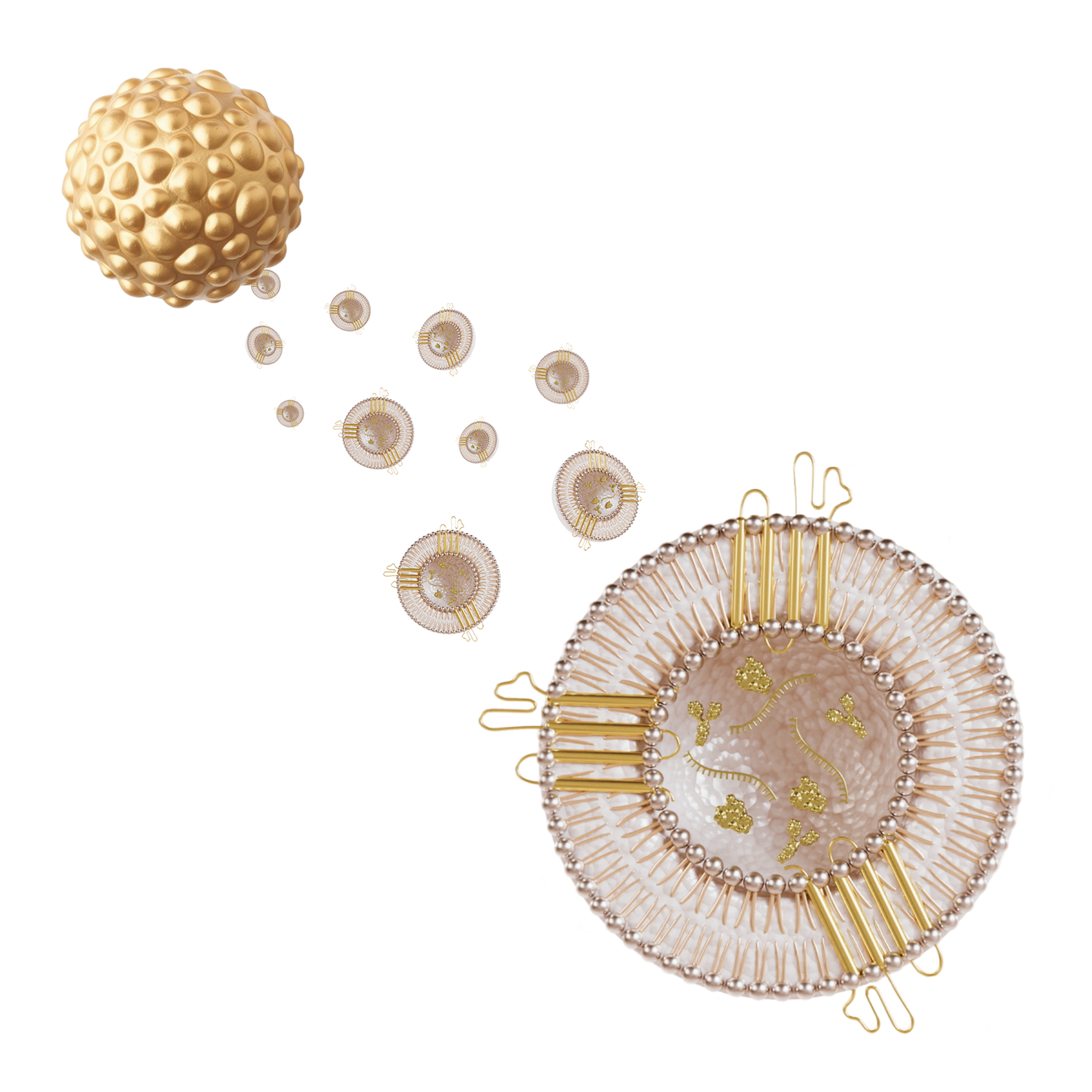 scientific rendering of a platelet and associated exosomes