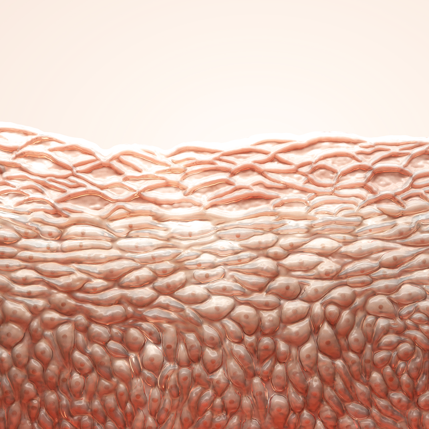 Close-up of human skin layers with a beige background